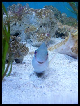This fish smiled at me while I took its photo!!!