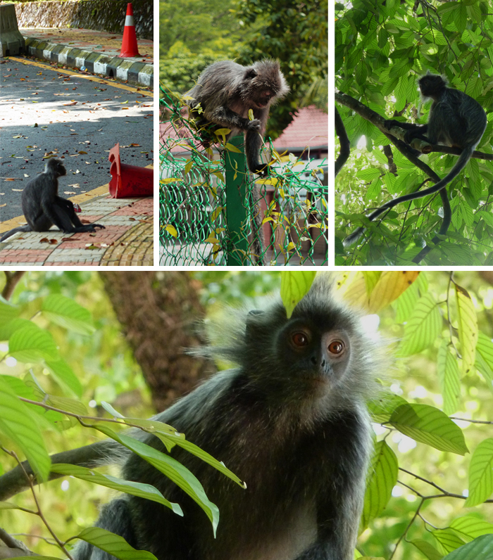 Monkeys at Menara Tower - Kuala Lumpur