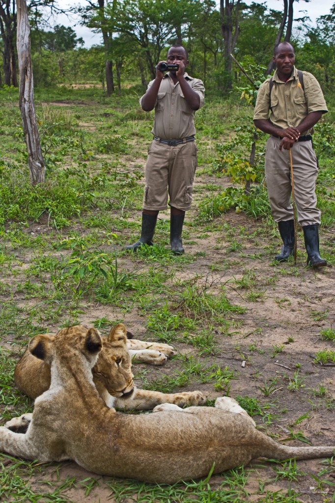 Walking With Lions in Zambia