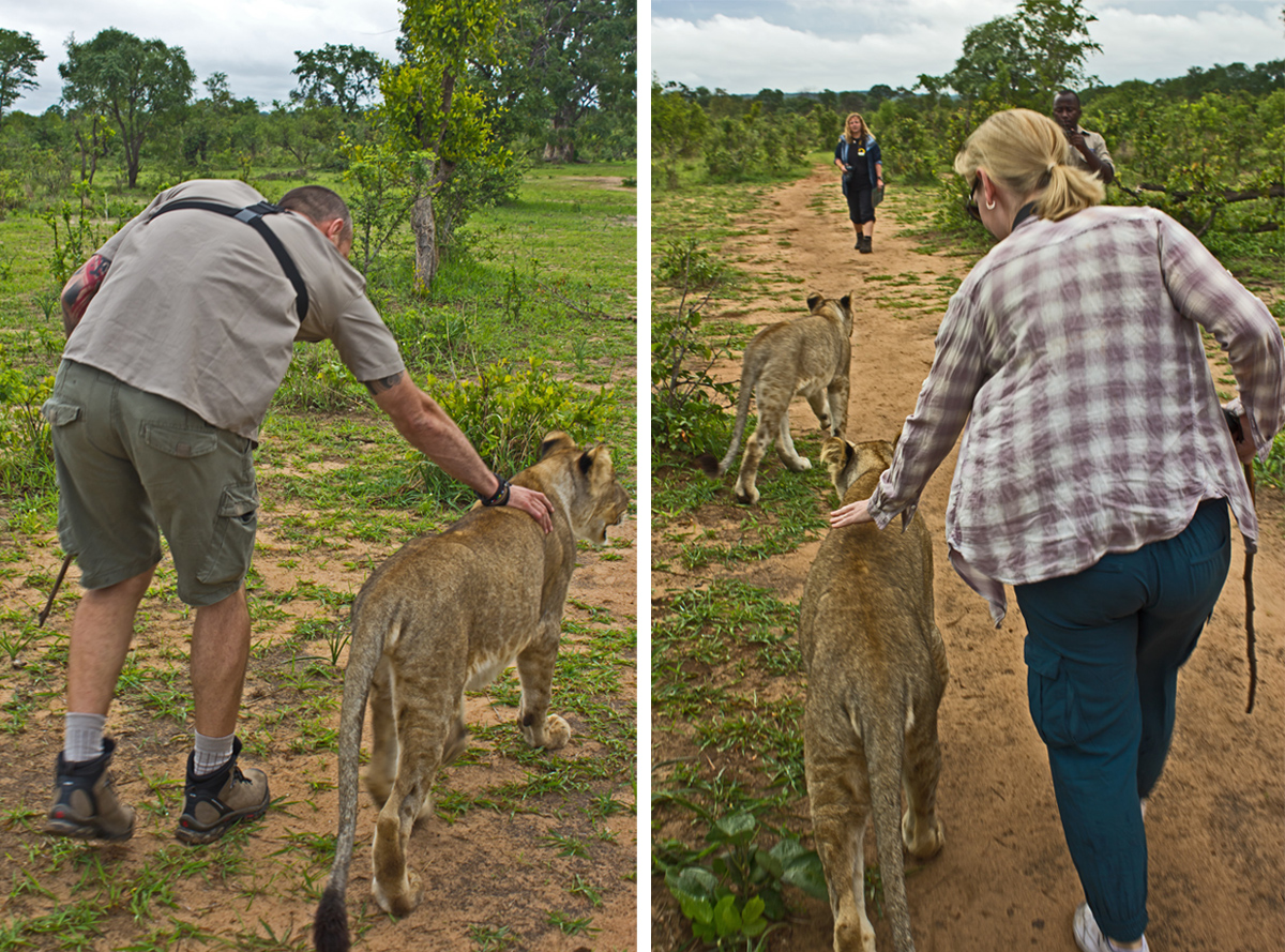 Walking with Lions in Zambia