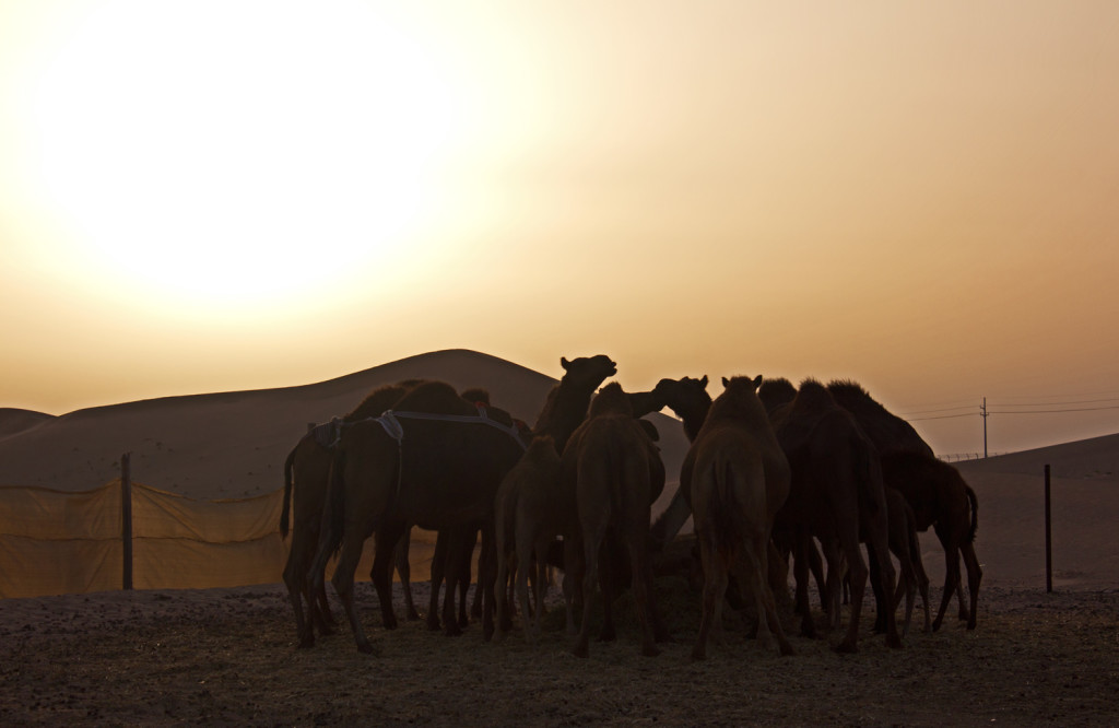 Sunset in the UAE desert