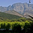 After my crazy 15-day G Adventures camping experience through South Africa, Botswana, Zimbabwe and Zambia, I set aside a short two days to explore Cape Town; particularly Stellenbosch Wine Region and the Cape Peninsula. 