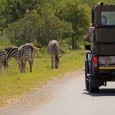 What better way to ring in 2014 than a New Years Day game drive through Kruger National Park in South Africa? So many sightings, including three of the Big Five!